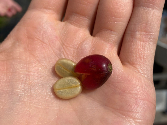 Kuaiwi Farm-库克船长必去景点