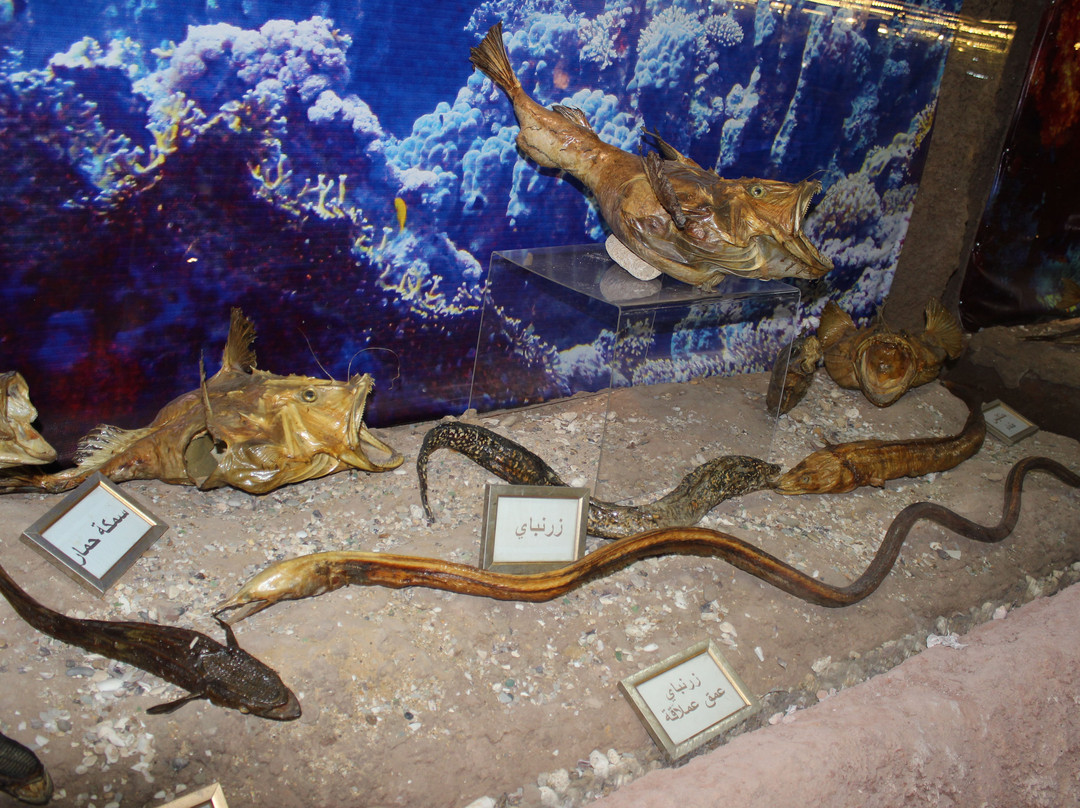 Lebanese Marine and Wildlife Museum景点图片