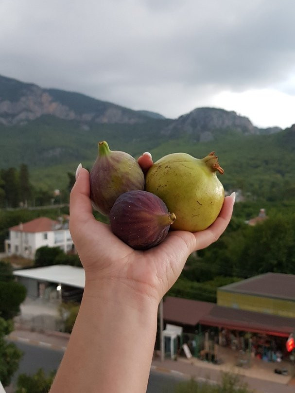 Gonul Palace Hotel主图