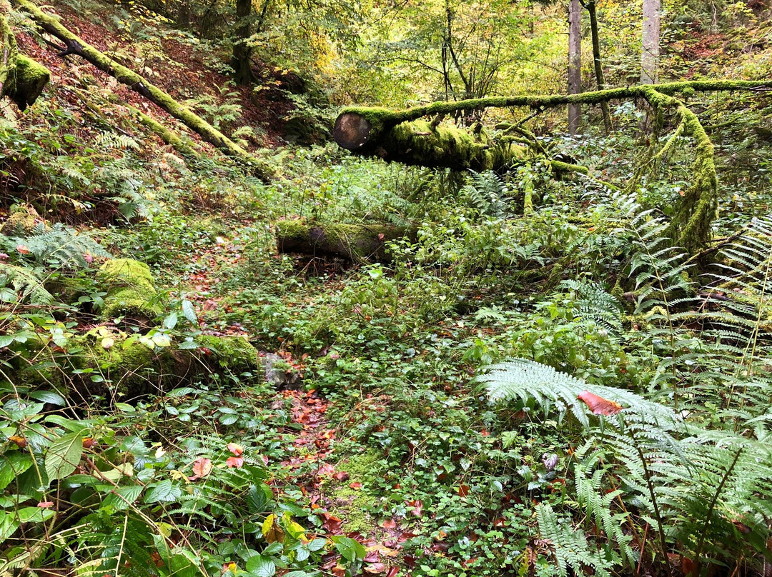Felsenweg Höchenschwand景点图片
