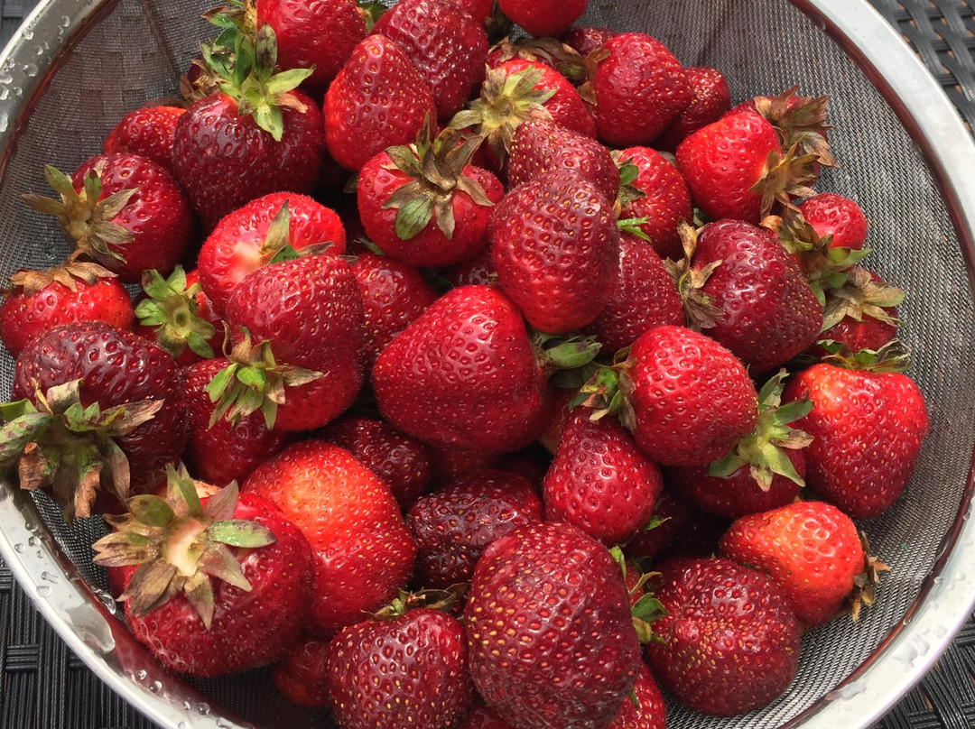 Pelham旅游景点-Bry-Anne Farms