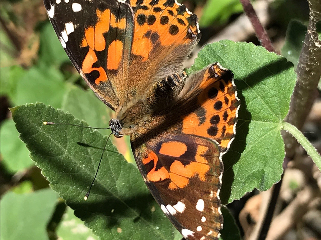 Butterfly Pavilion & Gardens at ECEC景点图片