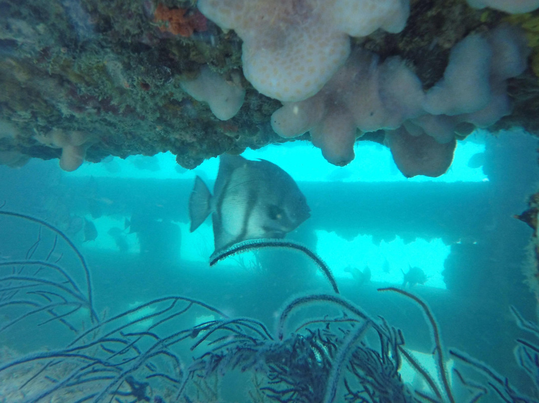 Ocean Pro Dive Shop - Day Tours and Classes景点图片