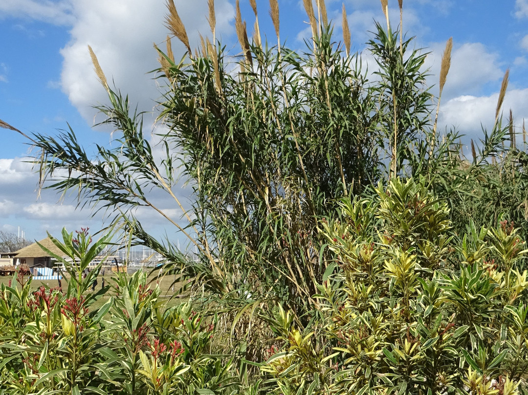 Yasmin Hammamet-哈玛麦德必去景点
