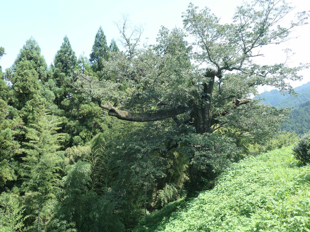 Kogonji Temple-秋留野市必去景点
