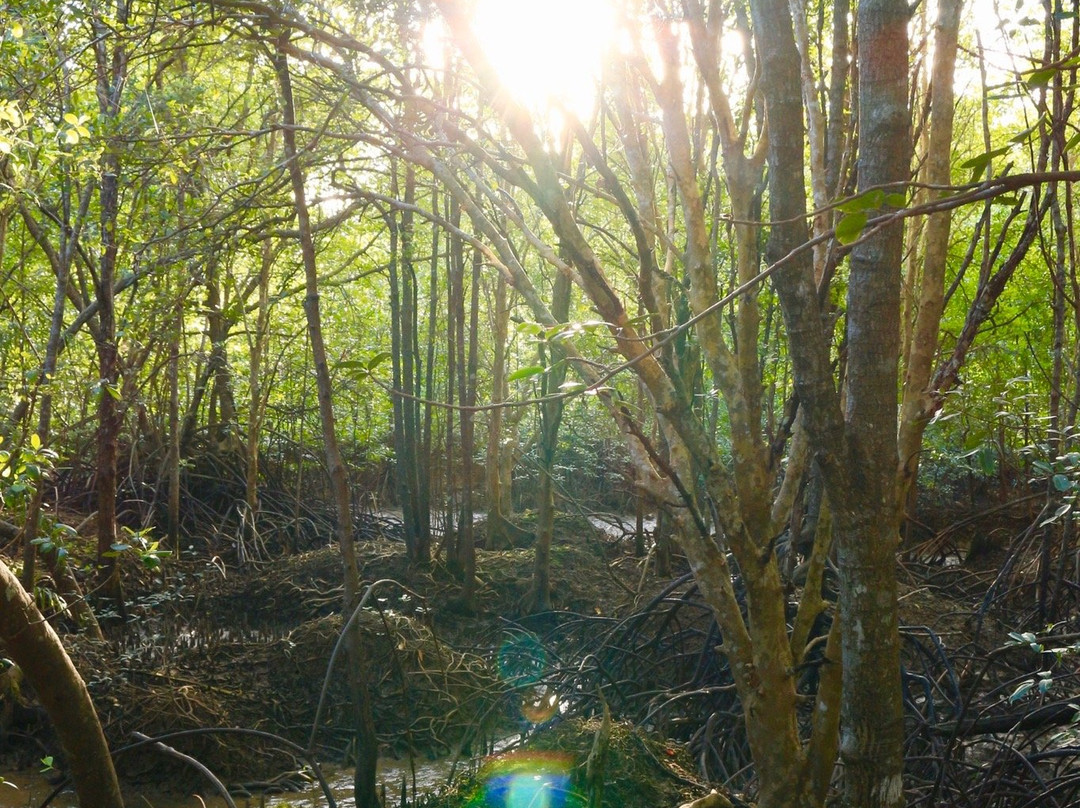 Krabi Urban Forest景点图片