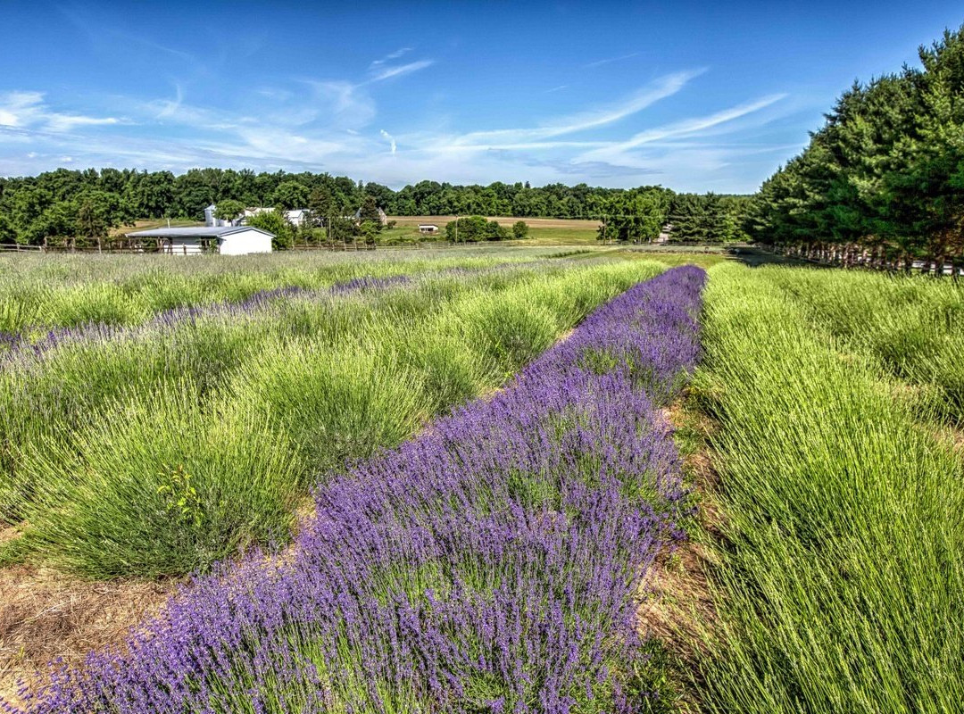 Carousel Farm Lavender景点图片