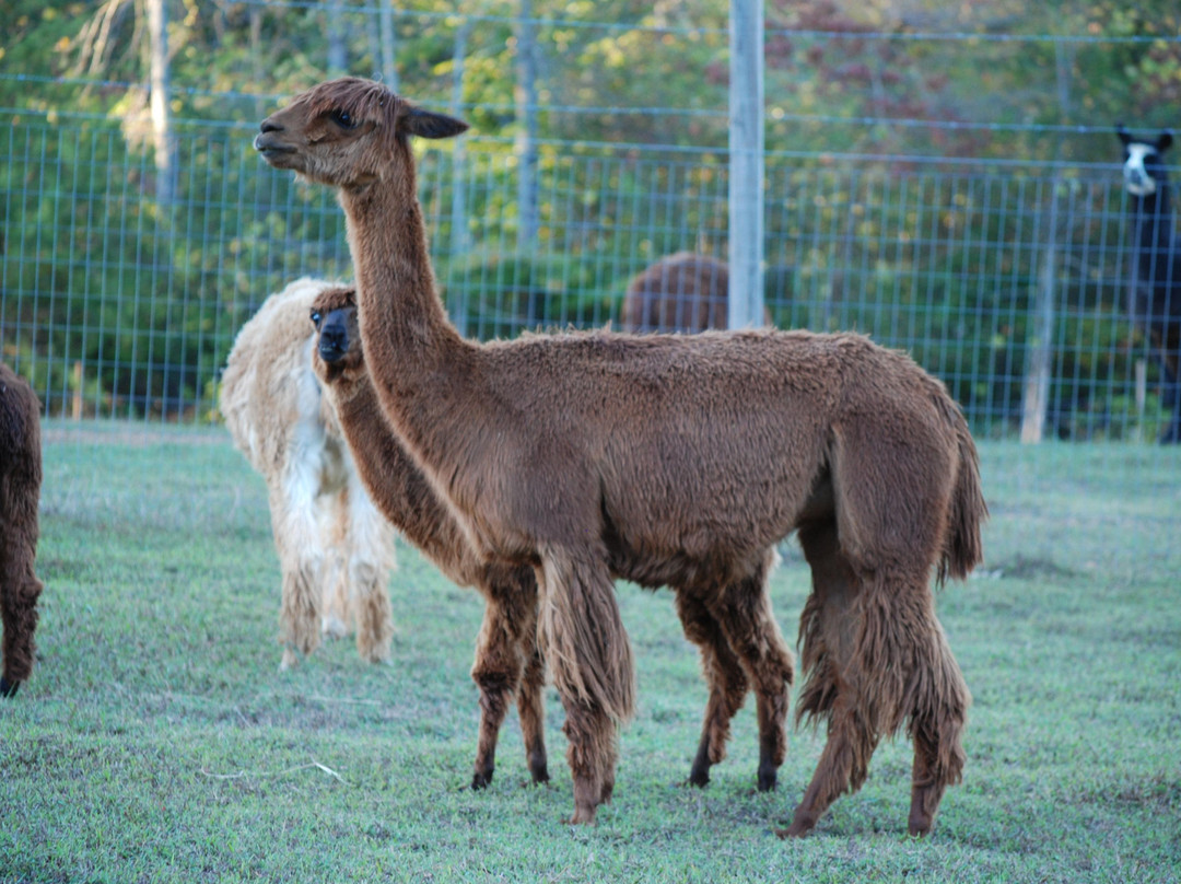 York Springs旅游景点-Thunder River Alpacas