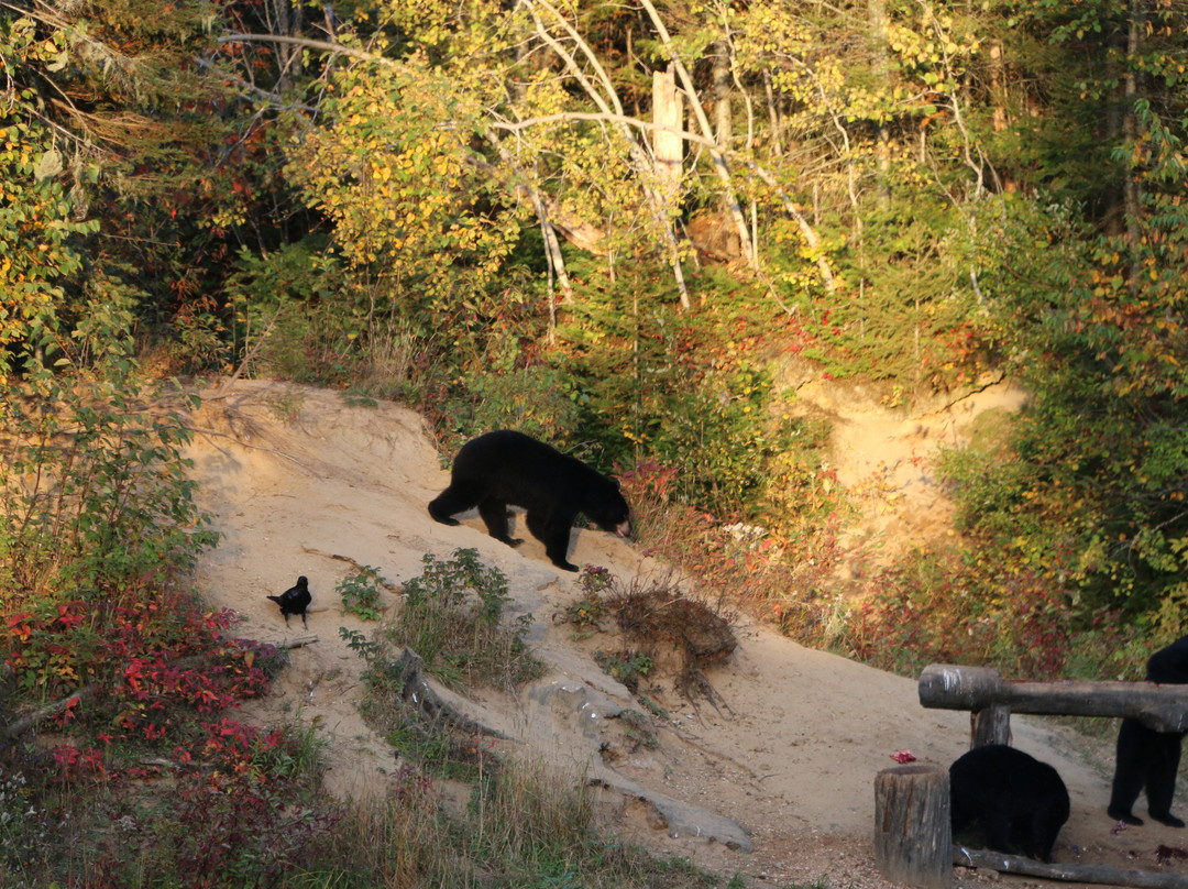 Observation de l'Ours Noir-Sacré-Coeur-Saguenay必去景点