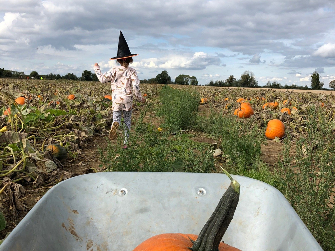 Undley Pumpkin Patch & Maize Maze景点图片