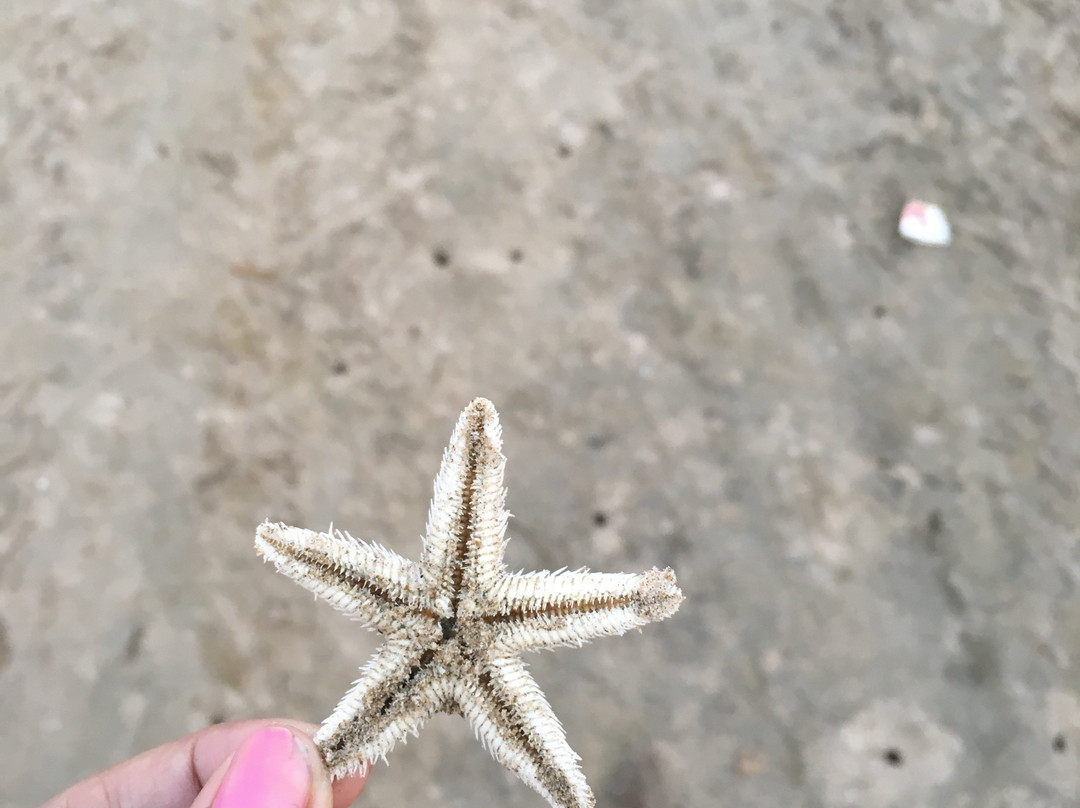Mandarmani Beach-Mandarmani必去景点