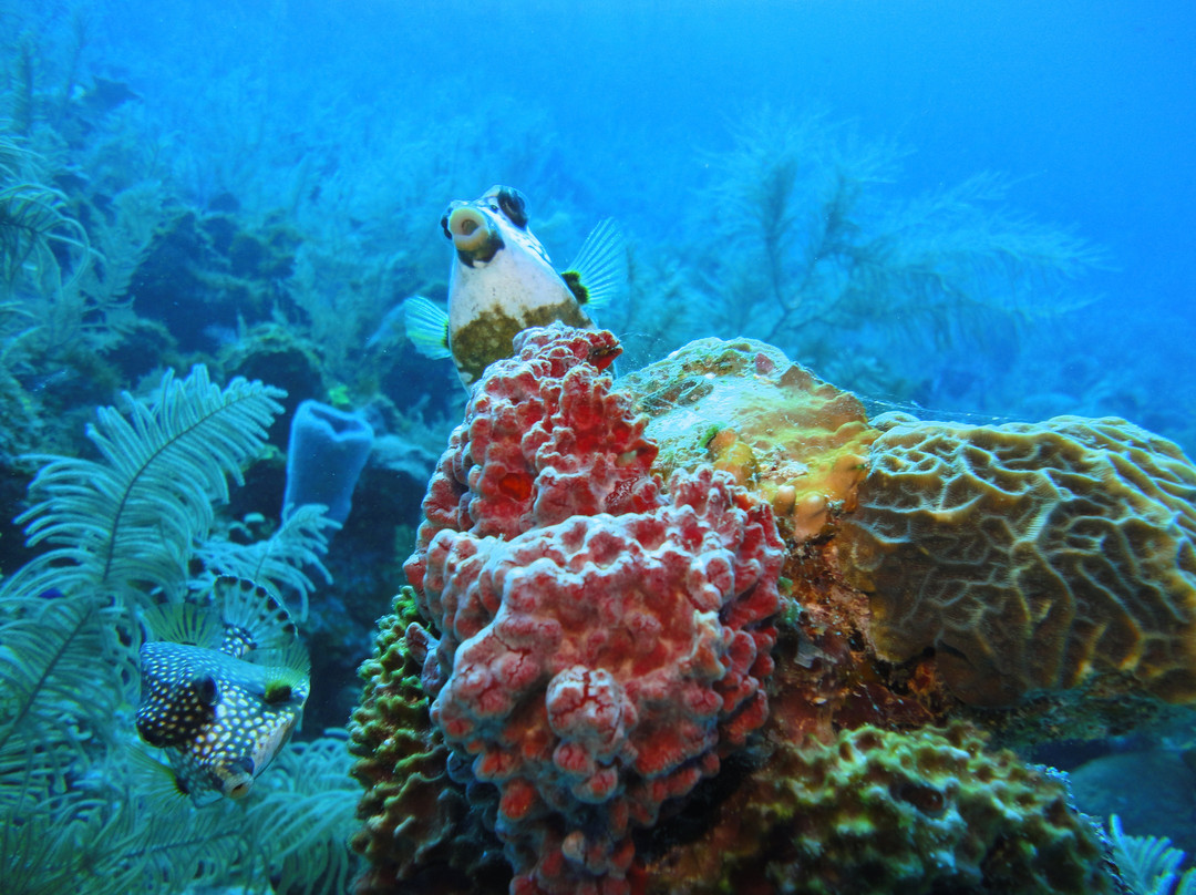 Sea Garden Centro De Buceo-圣安德烈斯必去景点