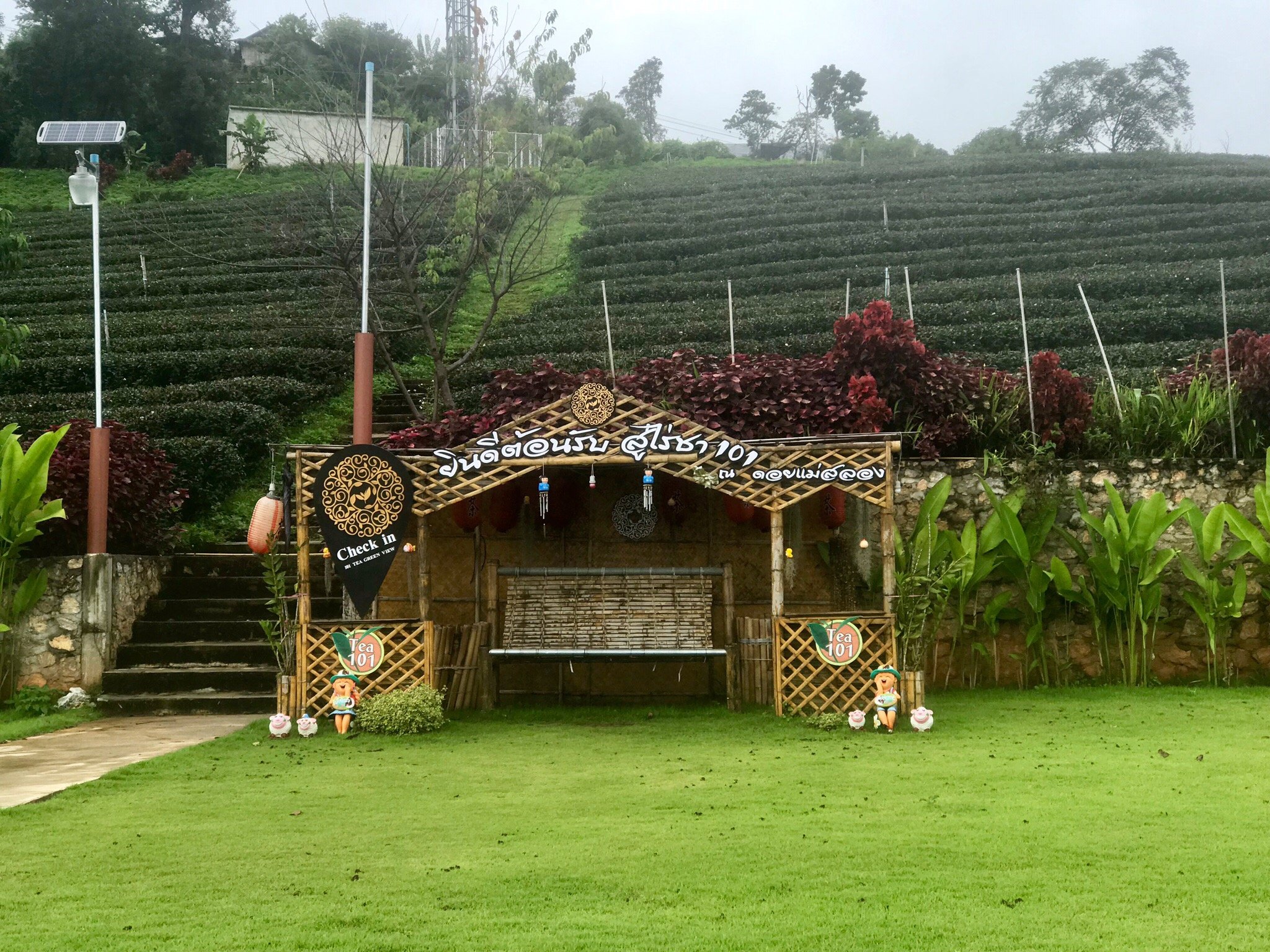101 Tea Green View-官方