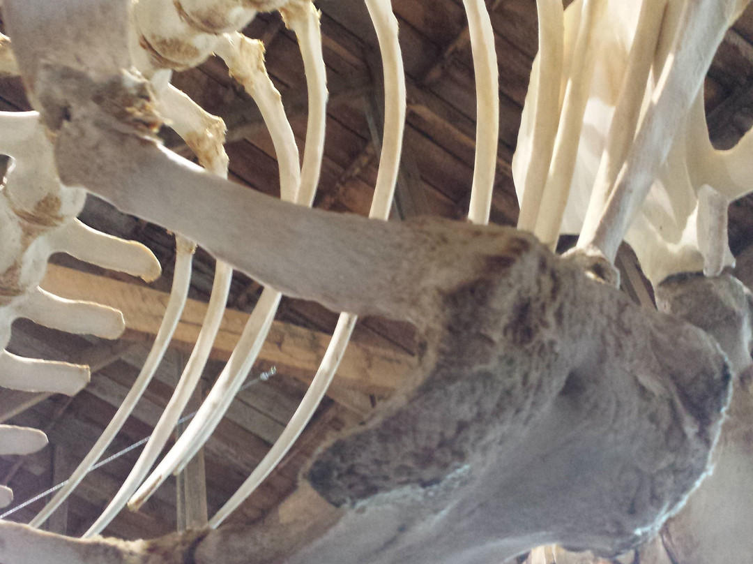 Museo de Historia Natural Río Seco-蓬塔阿雷纳斯必去景点