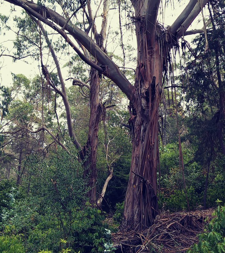 Parque Florestal De Monsanto-里斯本必去景点