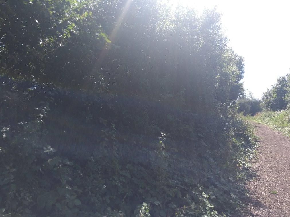 Millfield Nature Reserve景点图片