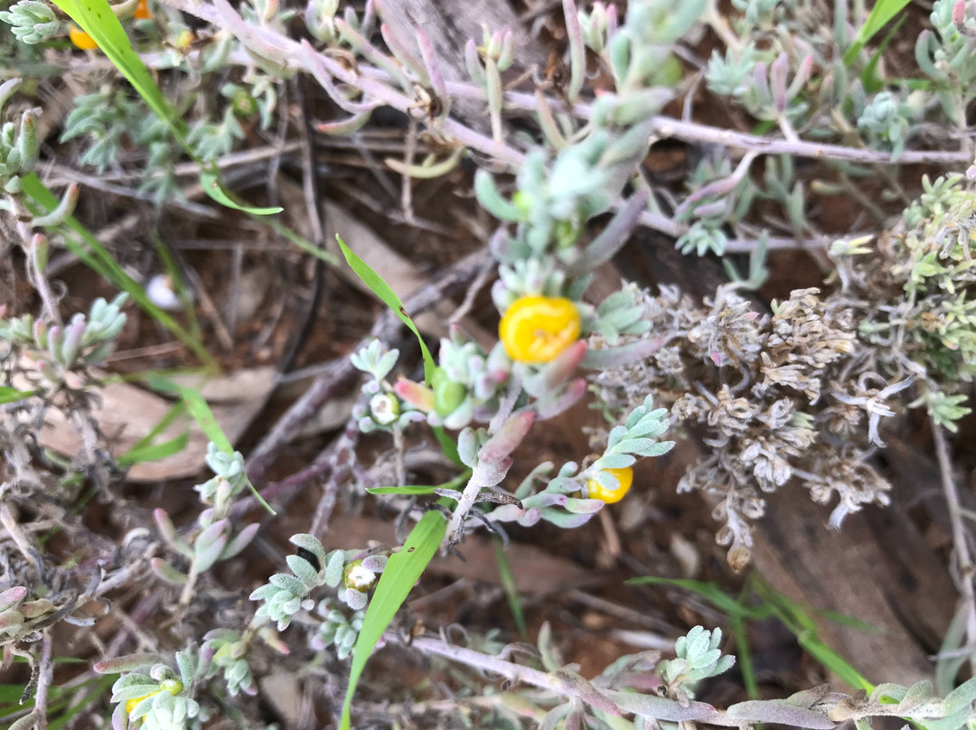 Dog Netting Fence Monument-Culgoa必去景点