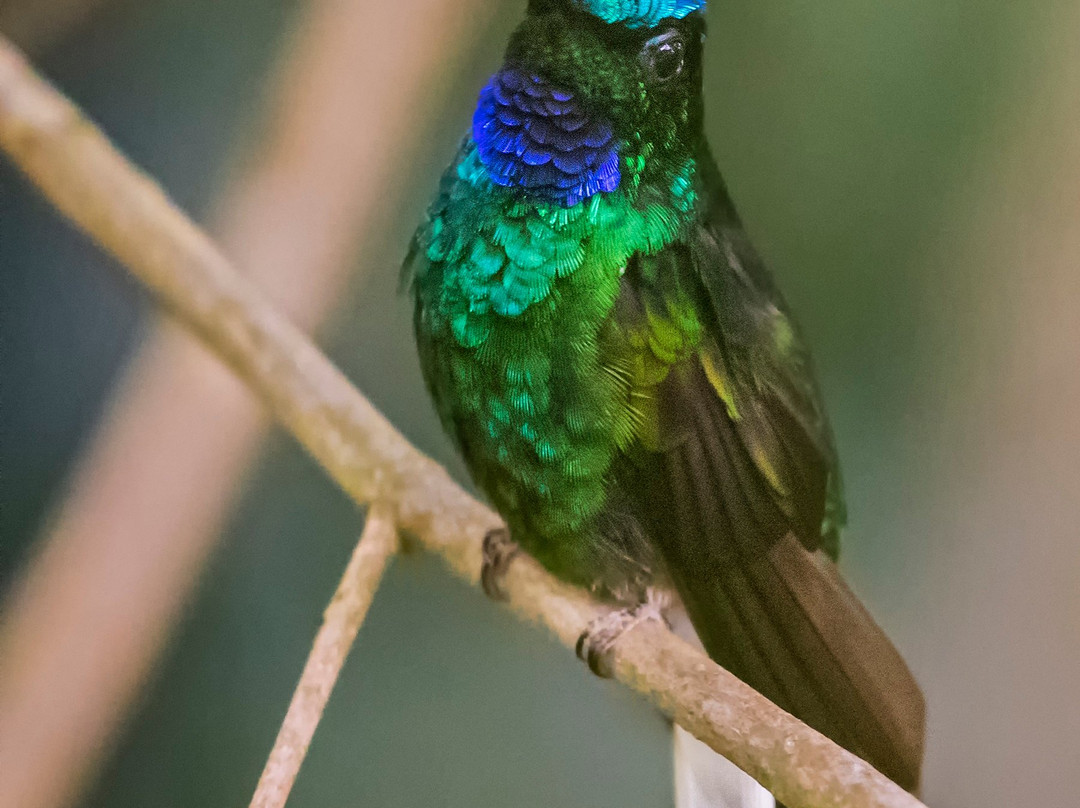 Quetzal Birdwatch景点图片