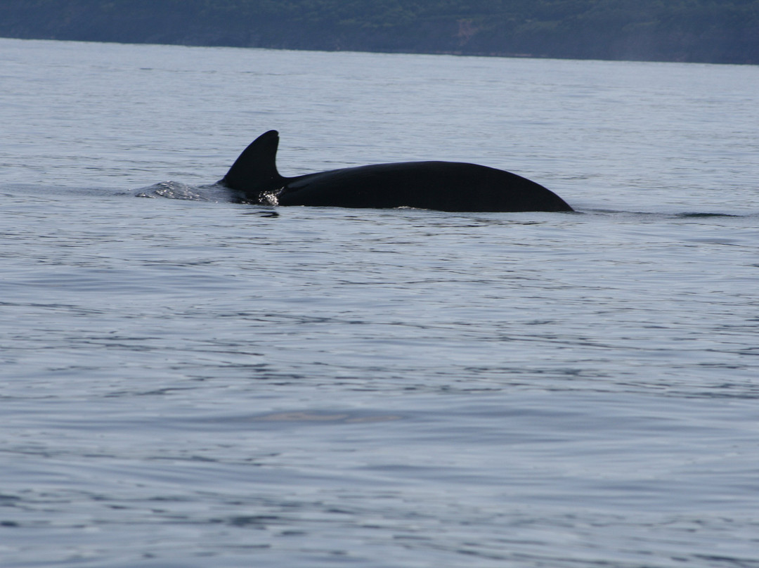 Pleasant Bay Zodiac Tours景点图片