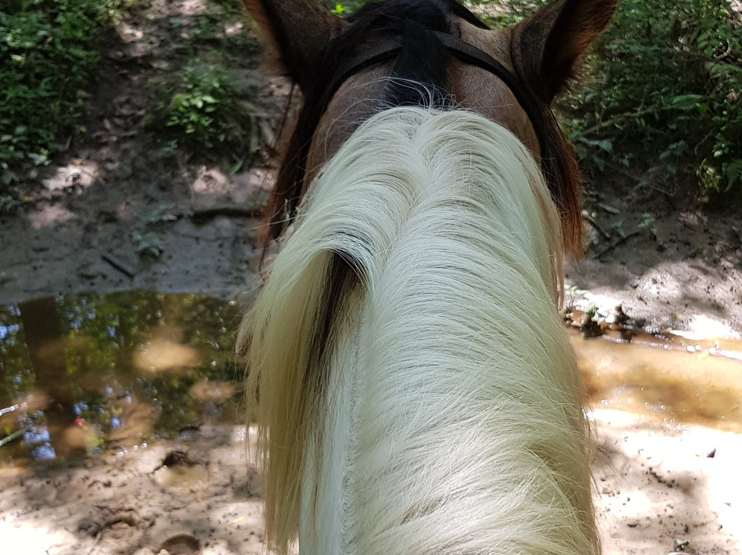 Sunflower Farm and Ranch-Folsom必去景点