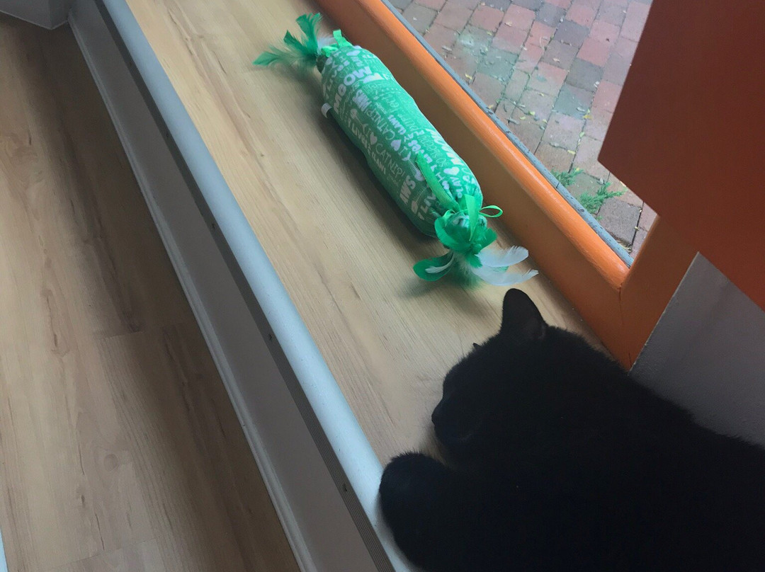 Mew Haven Cat Cafe-纽黑文必去景点