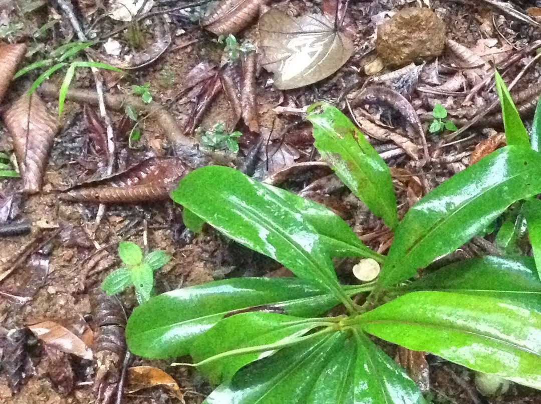 Sinharaja Rain Forest Tours-Deniyaya必去景点