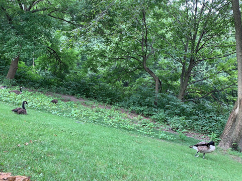 Saddle River County Park-萨德尔布鲁克必去景点