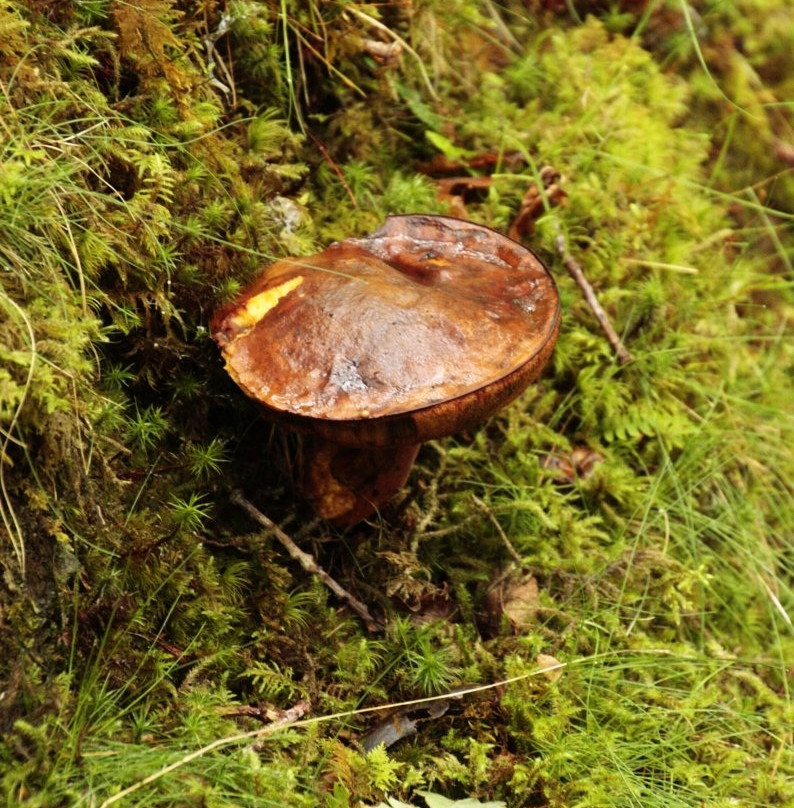 Rhaeadr Ddu and Coed Ganllwyd Walk景点图片