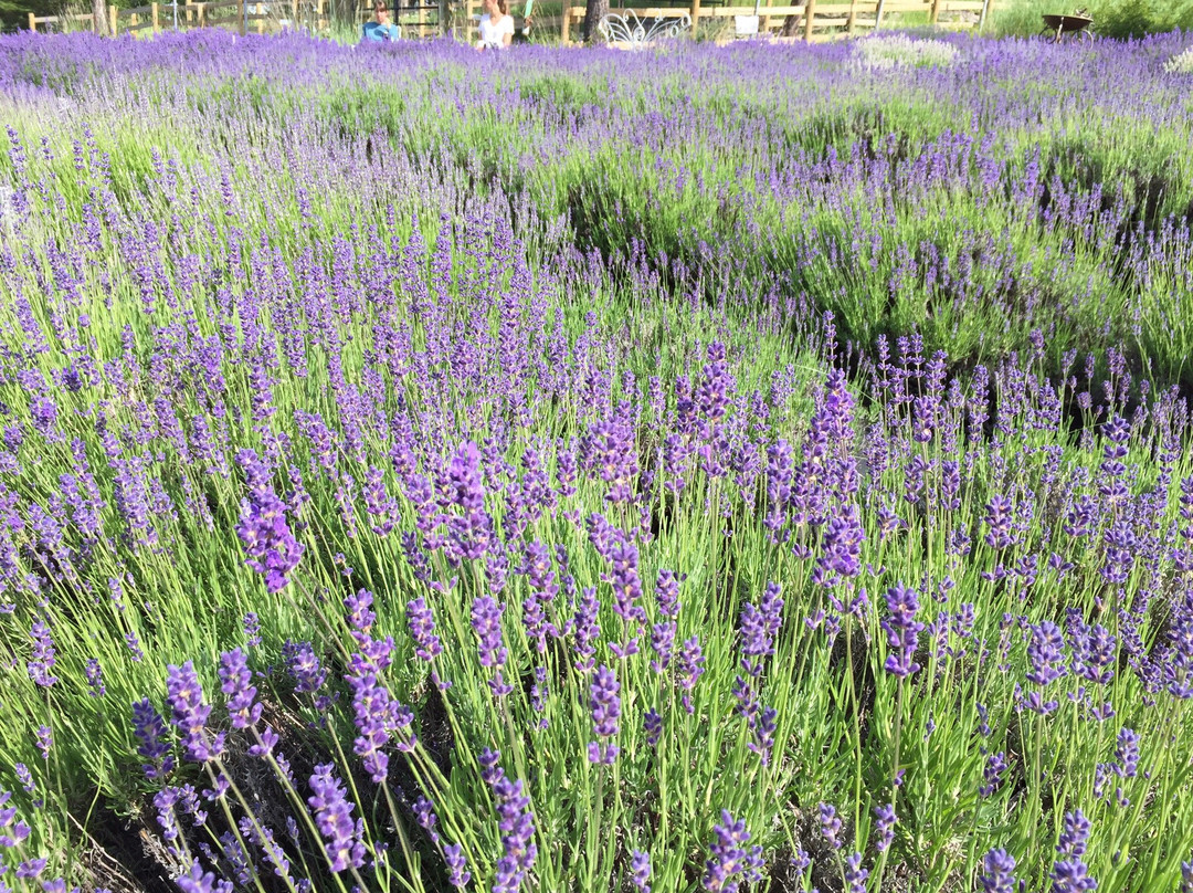 Purple mountain lavender-Lakeside必去景点