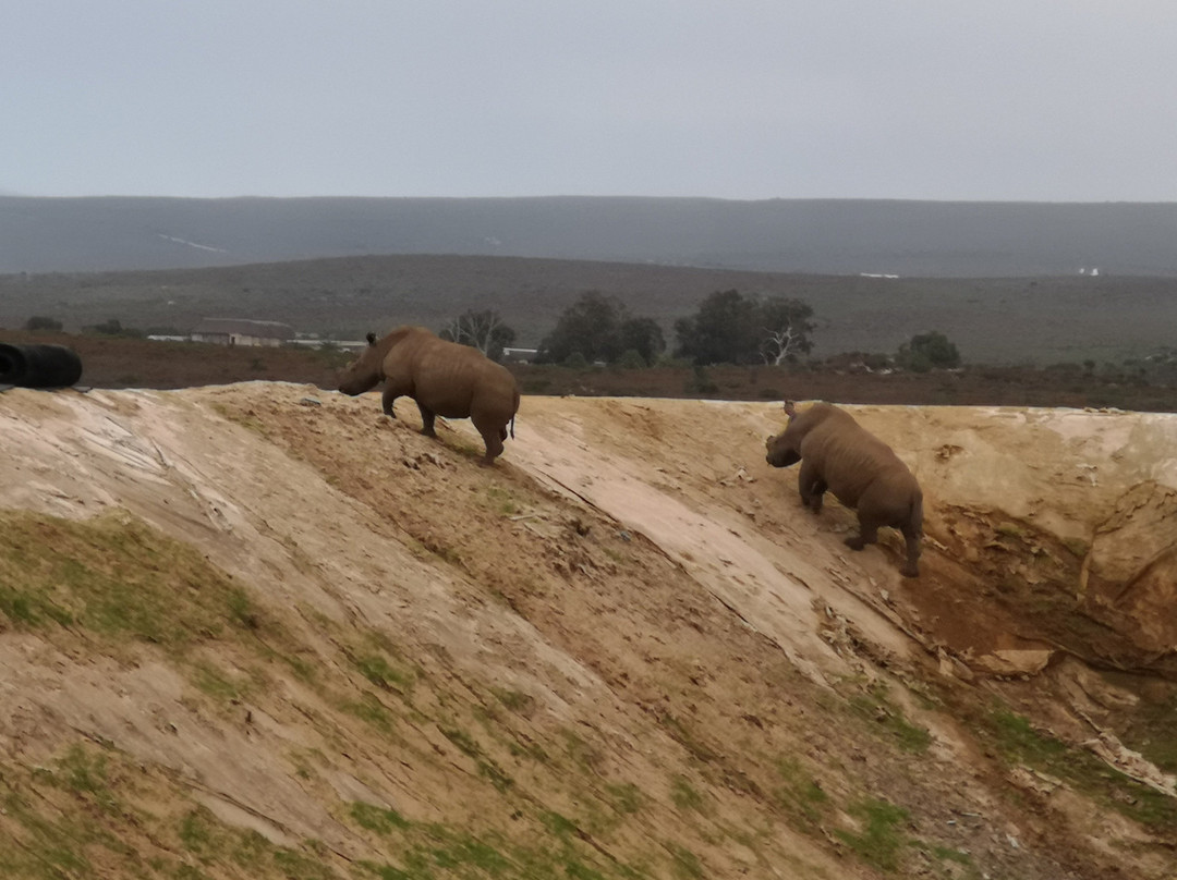 Buffelsfontein Game & Nature Reserve - Day Tours景点图片