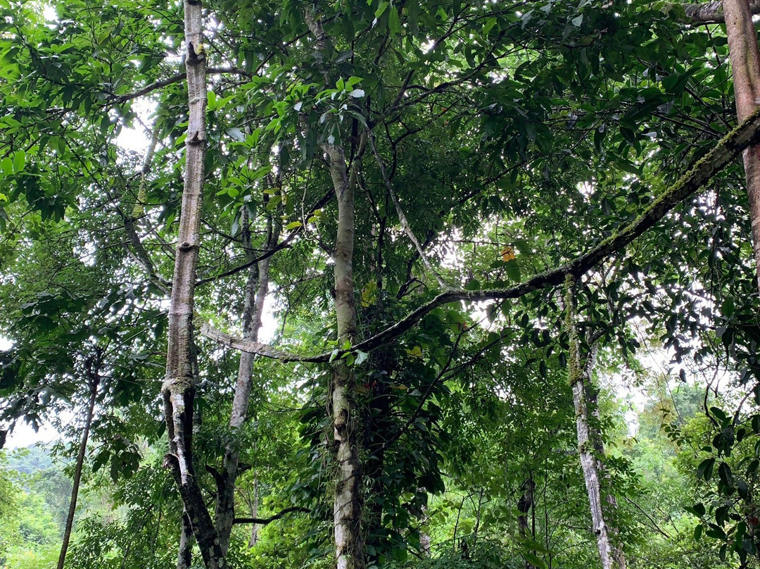 莫里热带雨林景点图片