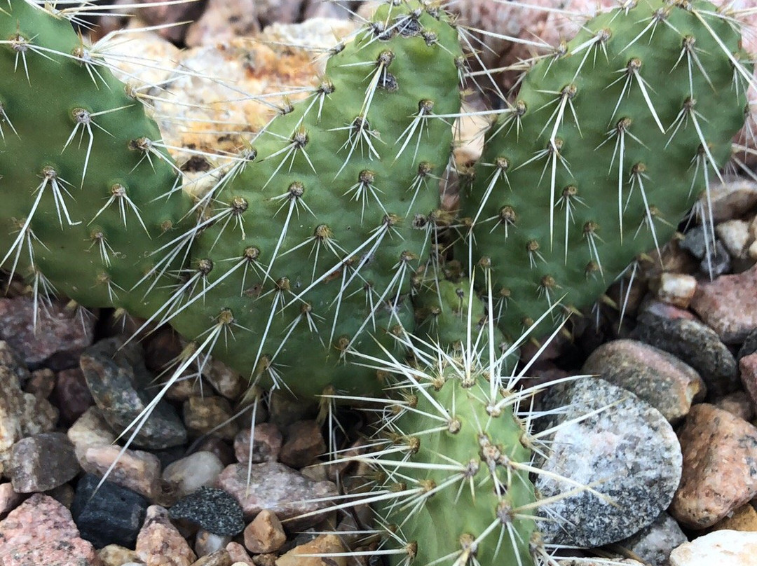 Mrs. Walsh's Garden-埃斯蒂斯公园必去景点