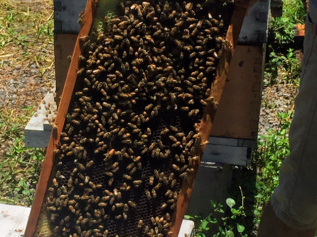 Big Island Bees-库克船长必去景点