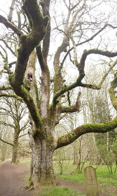 Birnam Oak景点图片