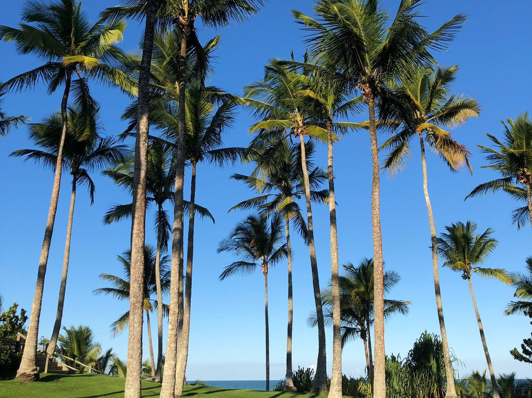 Rio da Barra Beach景点图片