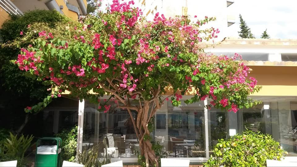 Mar Hotels Paguera & Spa主图
