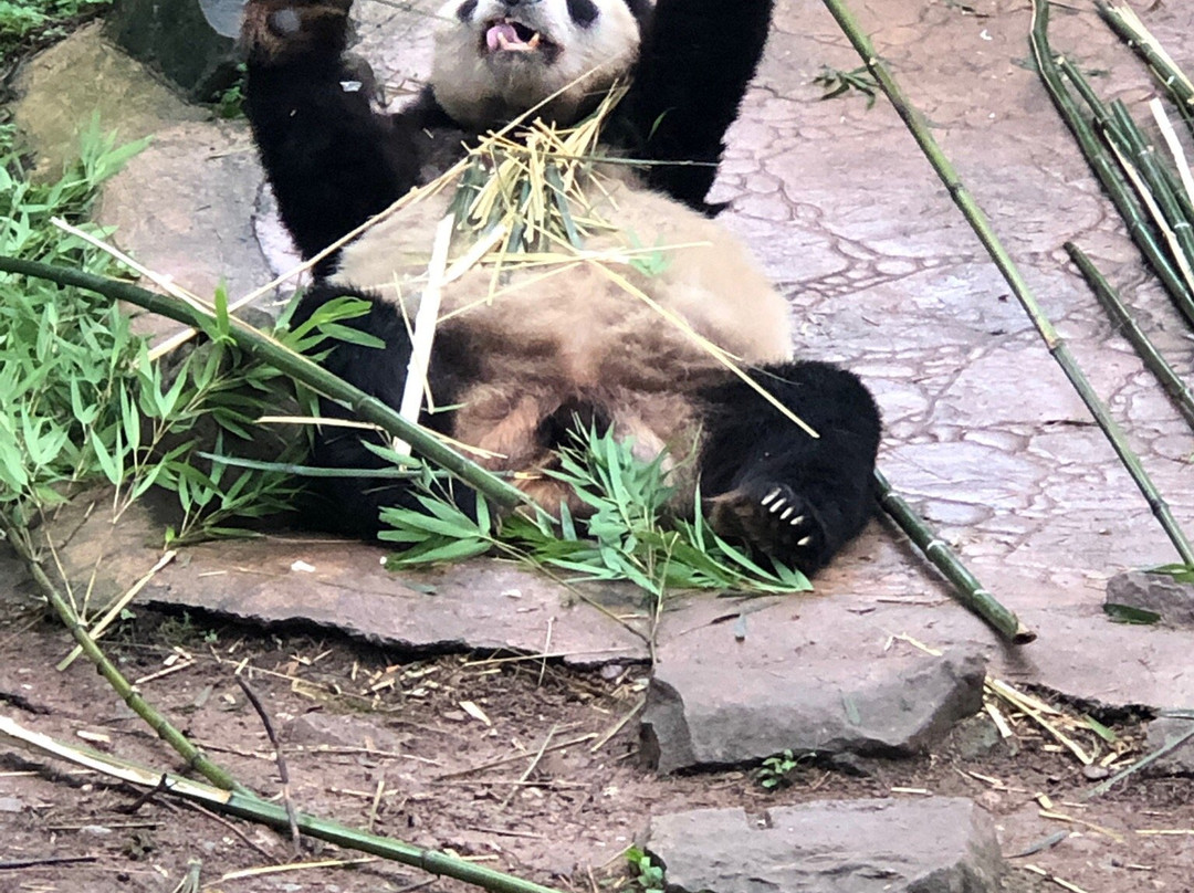 大熊猫谷景点图片