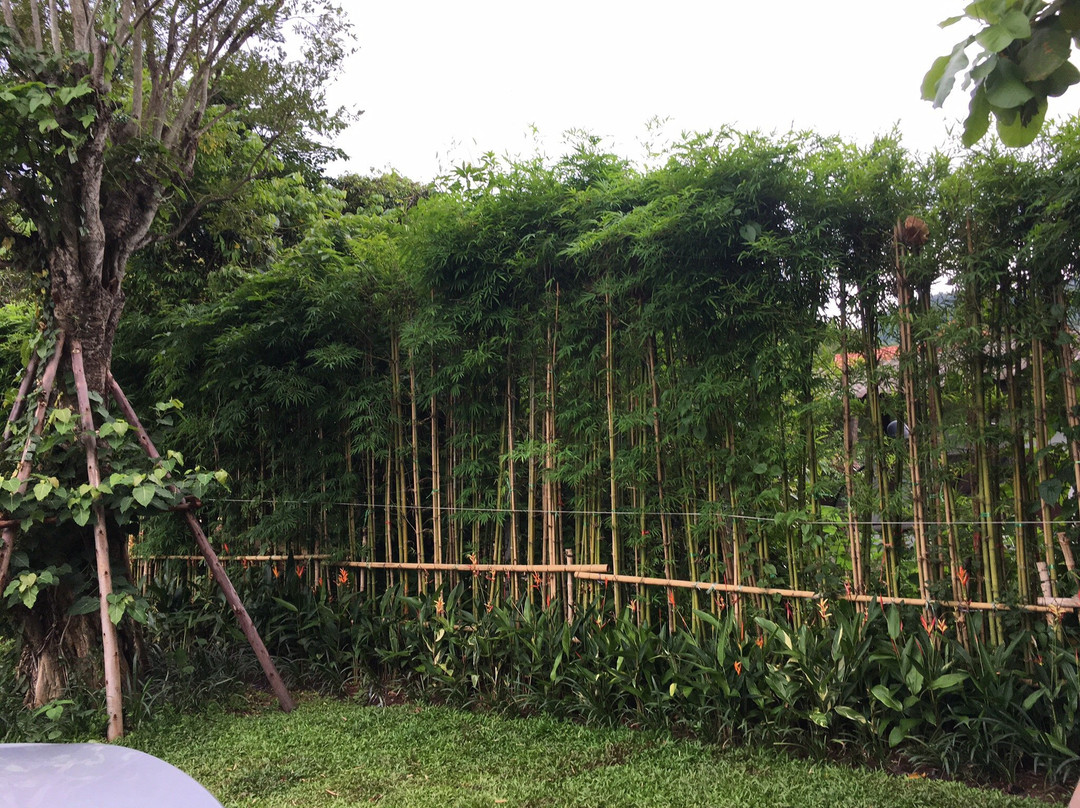 San Mahaphon餐馆和美食-Jungle De Cafe Kute Chang