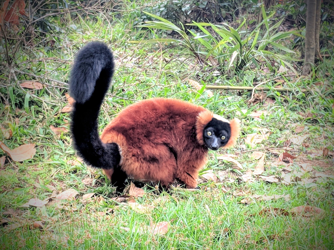 Mada Safari Tour景点图片