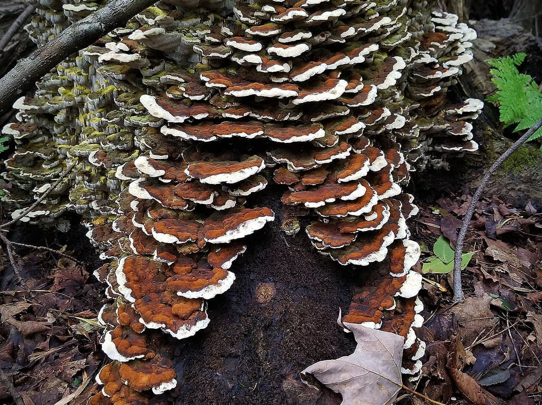 Burlingame Trail-Cazenovia必去景点