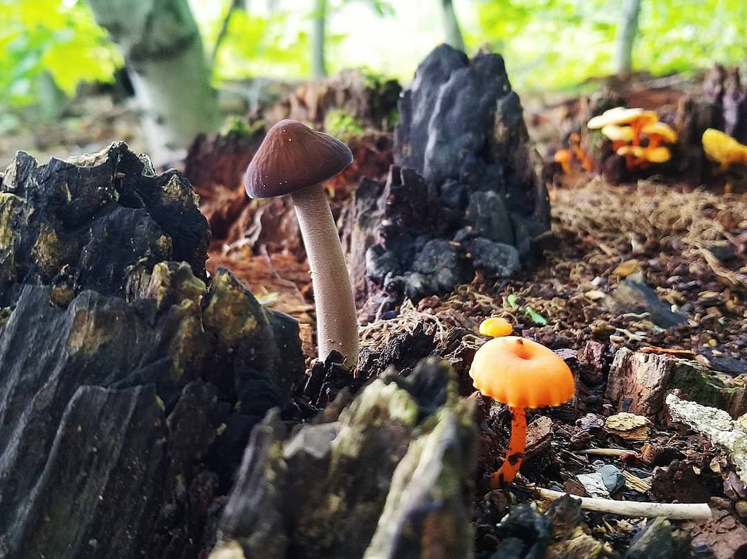 Burlingame Trail-Cazenovia必去景点