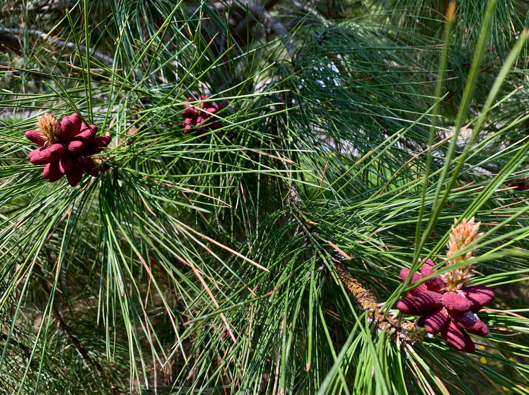 Lone Pine State Park景点图片