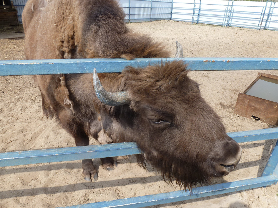 Zoo, baza otdykha Sosnoviy Bor-秋明必去景点