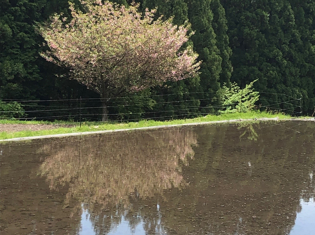 Terrace Rice Field-养父市必去景点