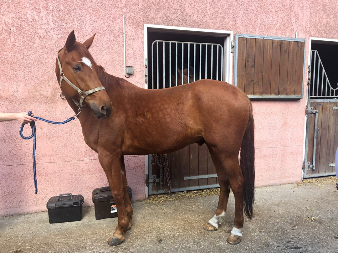 Haras du Croc Marin主图