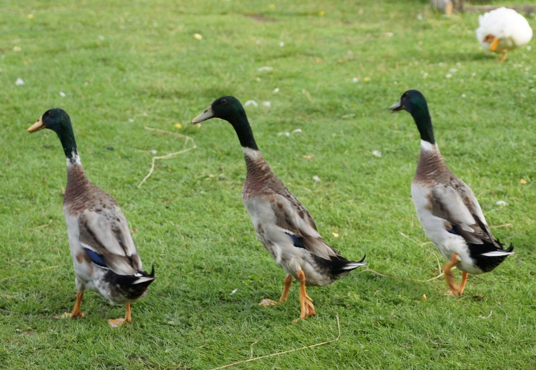 Bird Village-Ignalina必去景点