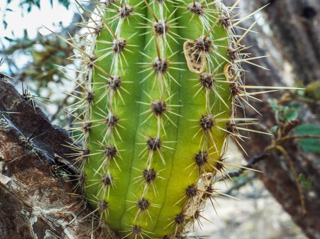 Parque Nacional do Catimbaú-Buique必去景点