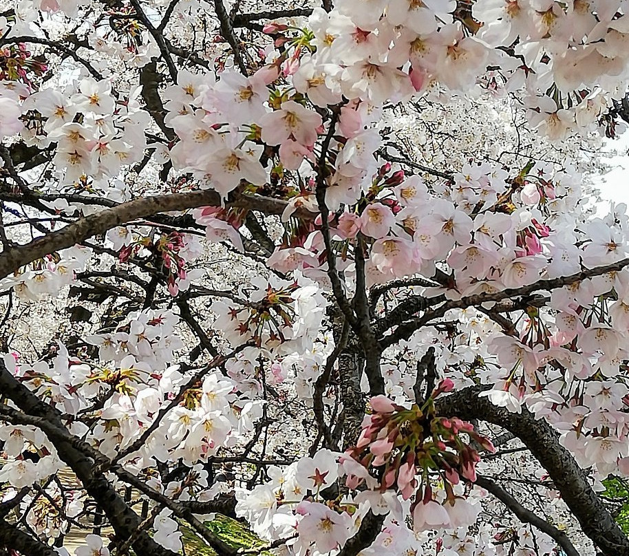 Gongendo Sakura Tsutsumi景点图片