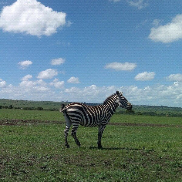 Kariandusi Museum-纳库鲁必去景点