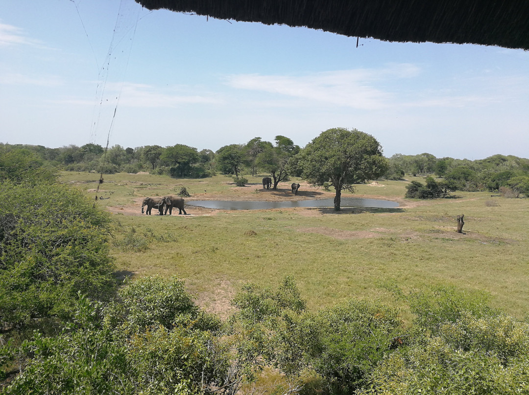 Tembe Elephant Park景点图片